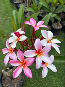 Beautiful Blooming Plumeria. Beautiful shaped plumeria with lots of branches