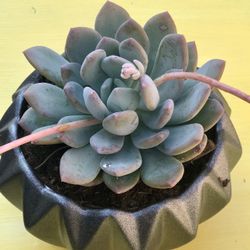 $8 Succulent Plant