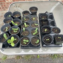 Pumpkin & Sunflower Plants/Starts