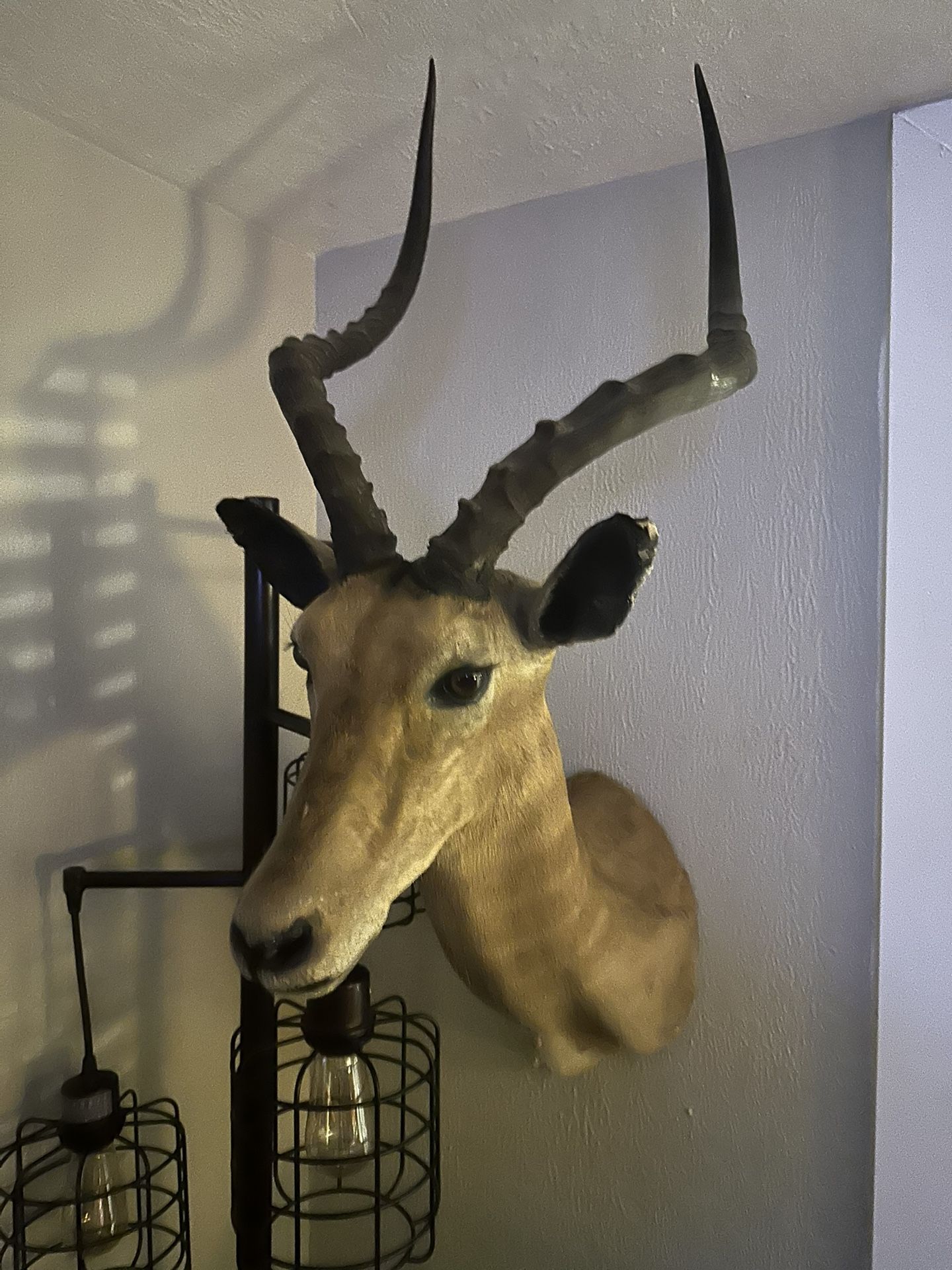 Impala Skull, Head and Hide