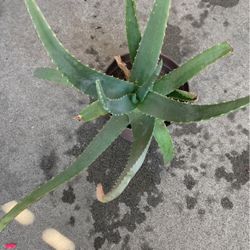 Aloe Vera
