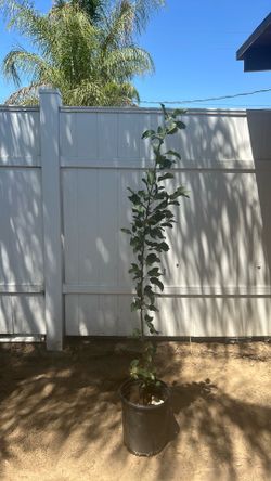 Ciruelo / plum tree