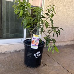 Cara Cara Orange Citrus Tree