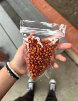 Chiltepín sonora