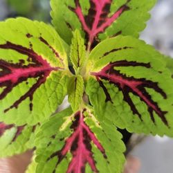 6 Varieties Of Coleus Live Plants, Rooted