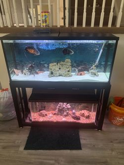 Two Fish Tanks with Black Metal Stand