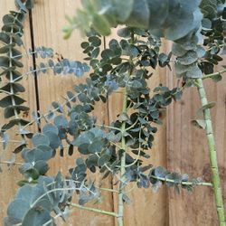 3pcs 2ft Eucalyptus cinerea silver dollar tree argyle apple mealy strinbar