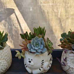 Beautiful Animal Pots With Succulents Arrangements 