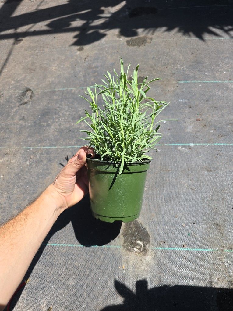 Lavender Live Plant 6 Inch Pot