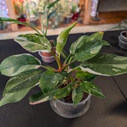Philodendron White Princess 