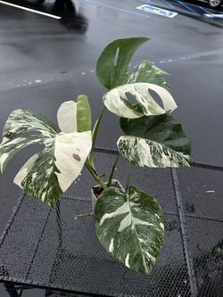 Monstera albo
