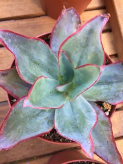 Succulents 4”