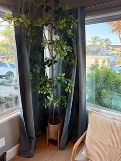 2 Large Artificial Ficus Trees in Woven Basket Stand