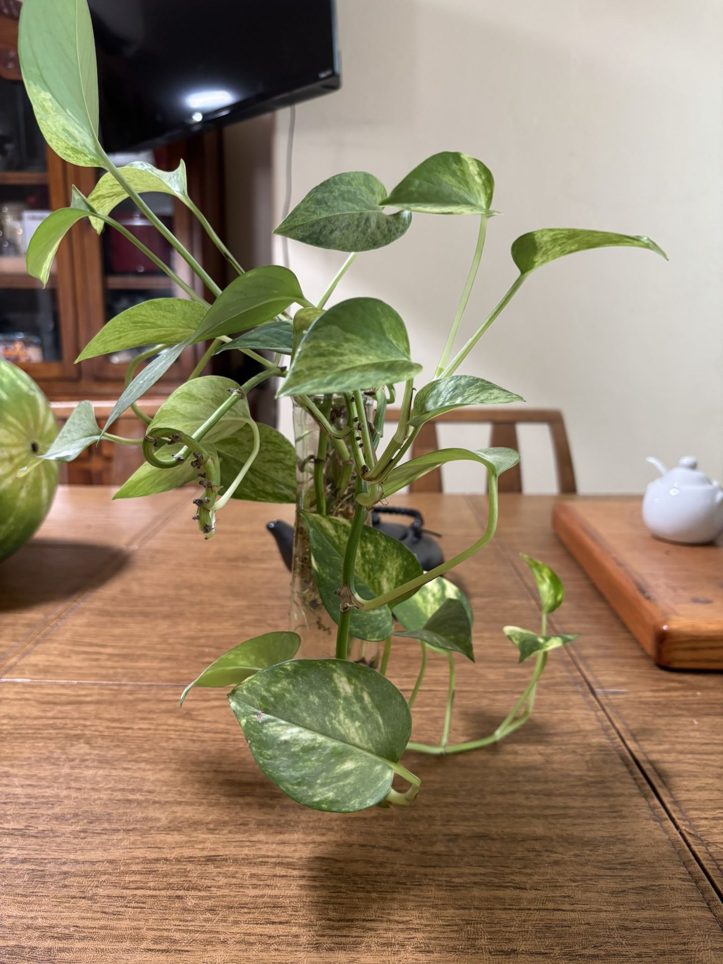 Indoor Plant 🪴 In Glass Vase