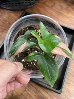 Syngonium Tricolor