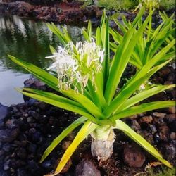 Giant Green Crinum  Lilys