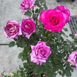 Rosas / Rosales / Rose Bush / Macetas / Flores / Plantas