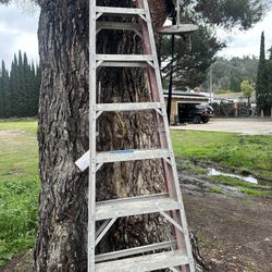 A Frame Ladder 8ft