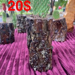 Natural Handmade Wood Stump Planter With Cactus 