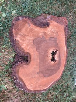 English walnut stump slab