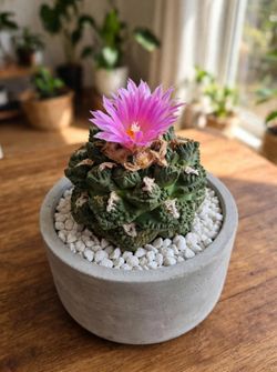 Ariocarpus Fissuratus