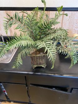 Palm plant