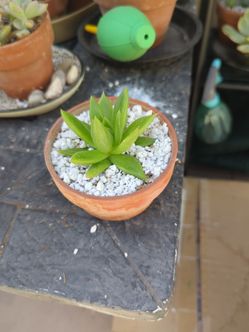Establish succulent and mini terracotta pot