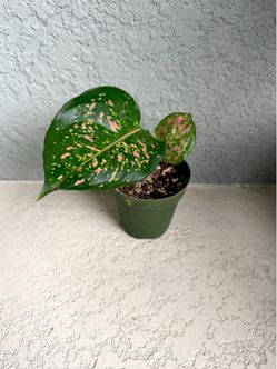 Aglaonema  plant