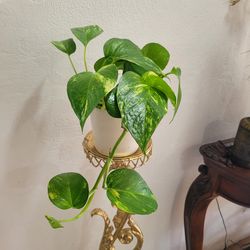 plant pothos