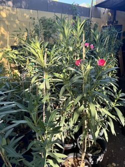 Oleander Plant 4ft
