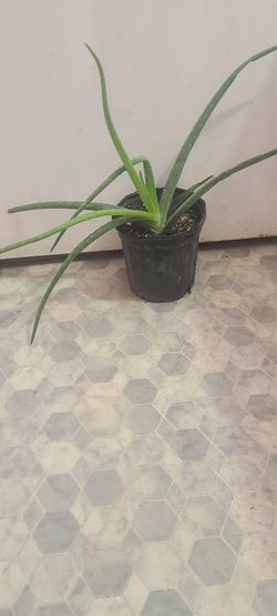 Áloe  verá plant