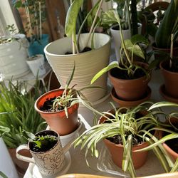 Potted Indoor Plants for sale Cheap