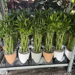 Lucky Bamboo In Ceramic Pot. SPECIAL PRICE 🤩