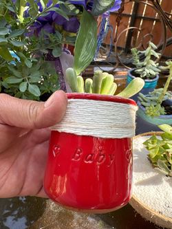 Plants mini pots