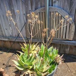 Coral Aloe Plants