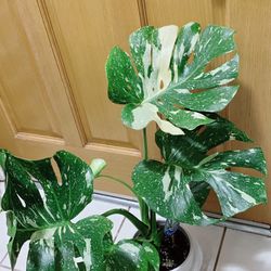 Beautiful Thai Constellation Monstera