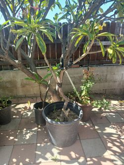 Plant plumeria