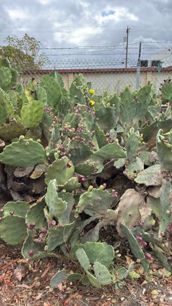 Free Cactus Pads