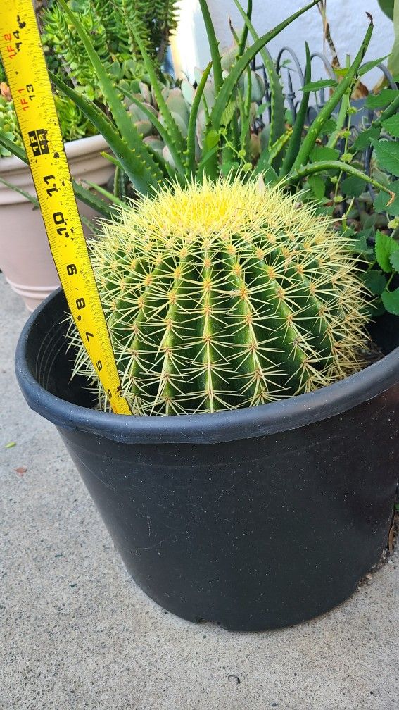 Moving Sale Want To Sell My Plants