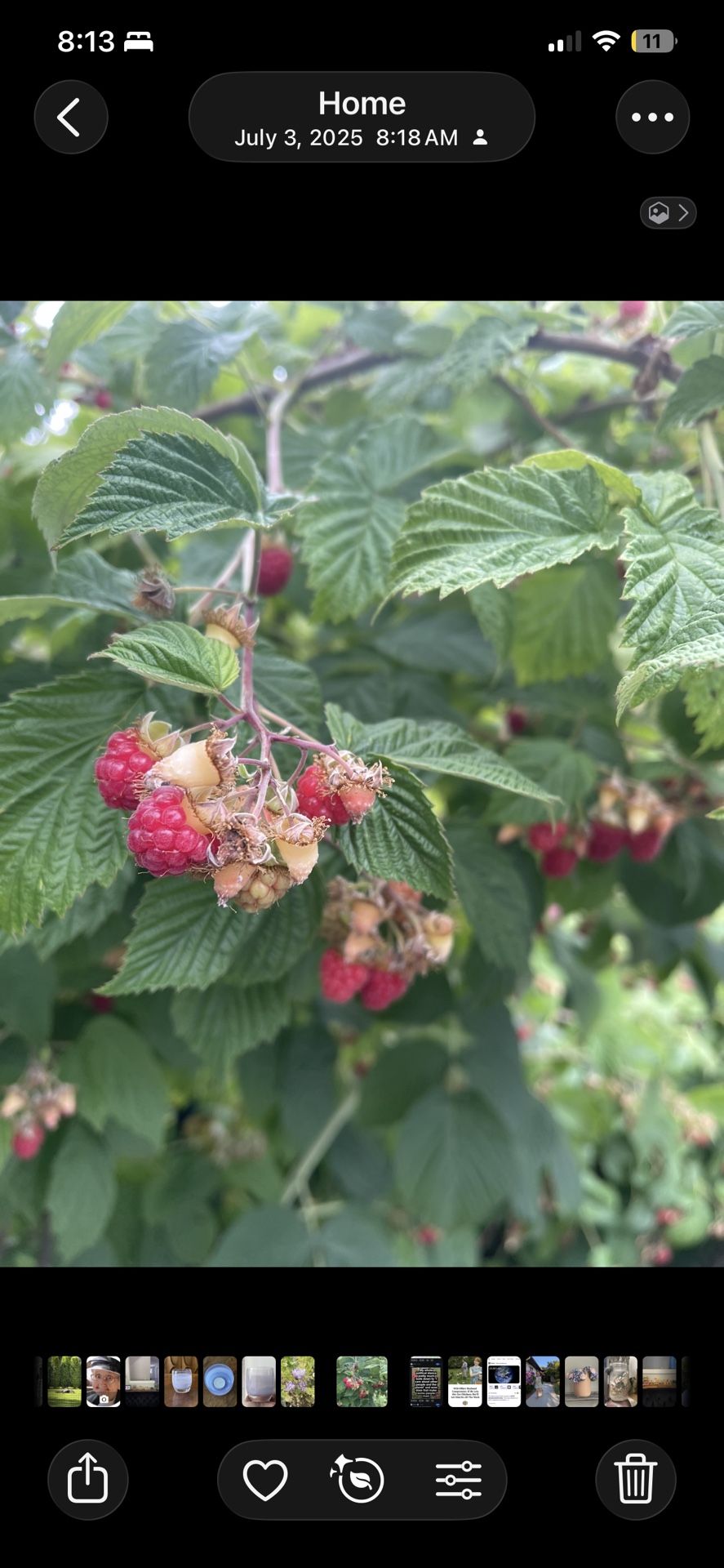 Raspberry Plants