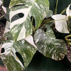 Monstera Albo & Thai’s