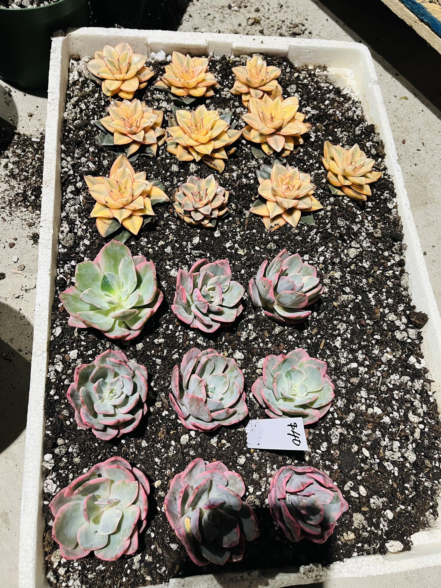 New Succulents Korea Imported Walk-in Only