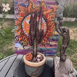 Very Healthy Euphorbia Trigona Plant In Beautiful Vase 