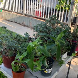 Plantas