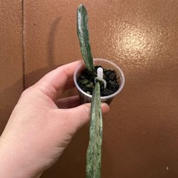 Hoya Minibelle Splash