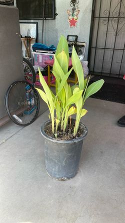 Canna Lily Plant