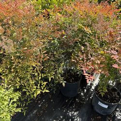 Moyer Red Heavenly Bamboo