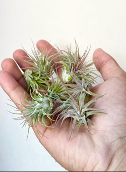 10 Pack Air Plant Grab Bag + Spanish Moss Sample and Bonus Air Plant
