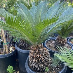 Sago Palms