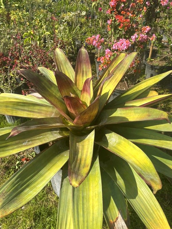 Bromeliads Imperalis 🏵$75.00